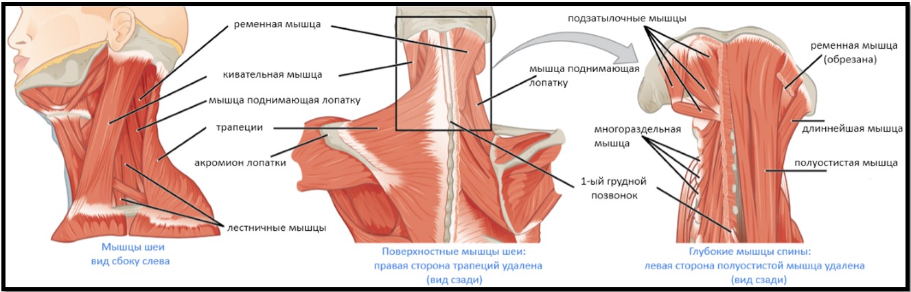 Мышцы связанные с прямой мы Мышцы связанные с прямой мы