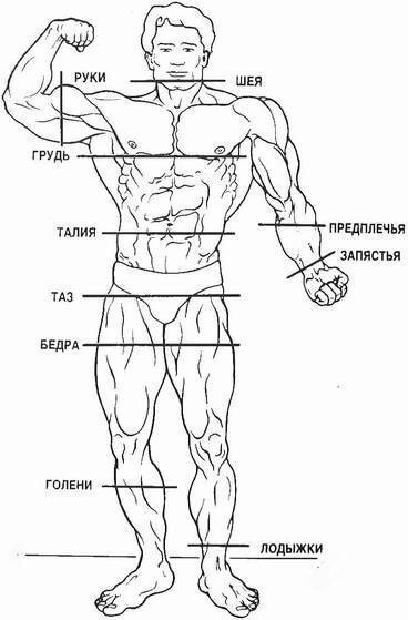 Идеальные пропорции тела и мышц