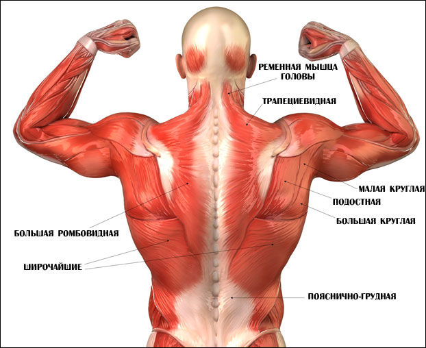 Анатомия мышц спины вид сзади