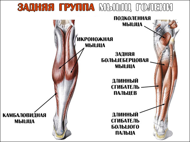 Икроножная мышца какая ткань. Задняя группа мышц голени анатомия. Икроножная и камбаловидная. Икроножная и камбаловидная мышцы анатомия. Мышцы голени камбаловидная мышца.