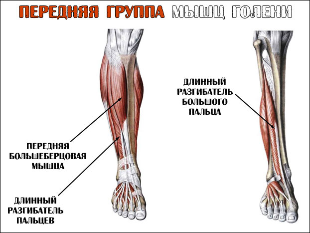 Передняя большеберцовая мышца рисунок