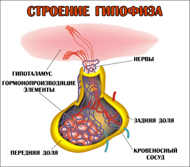 Схема строения гипофиза