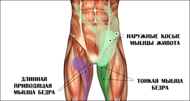 Паховая мышца у мужчин где находится фото