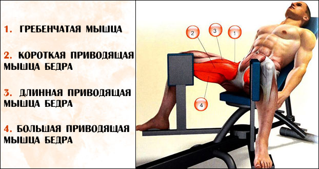Сведение ног в тренажере какие мышцы работают