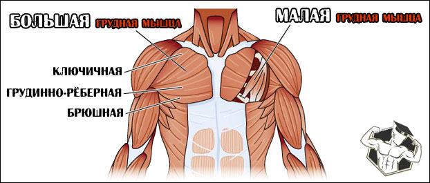 Анатомия груди