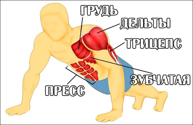 Схема мышцы при отжиманиях