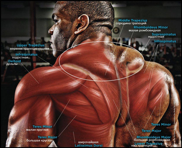 Анатомия трапециевидной мышцы