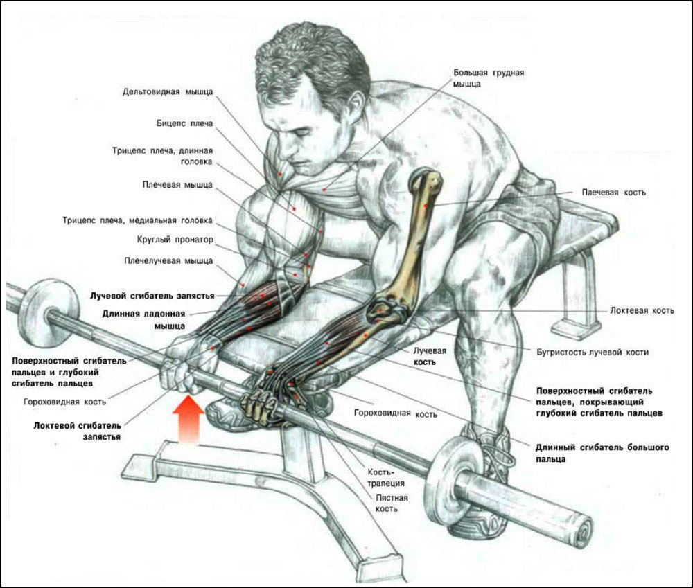Упражнения на бицепс и предплечья