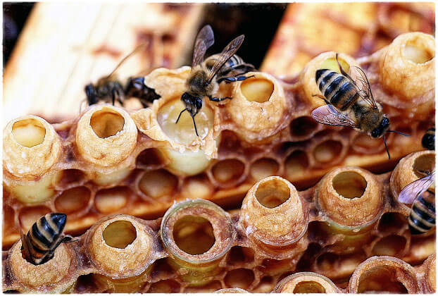 Пчёлы и маточное молочко