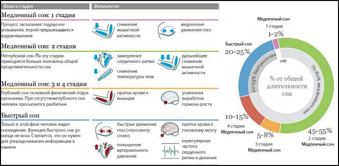 Фазы сна схема