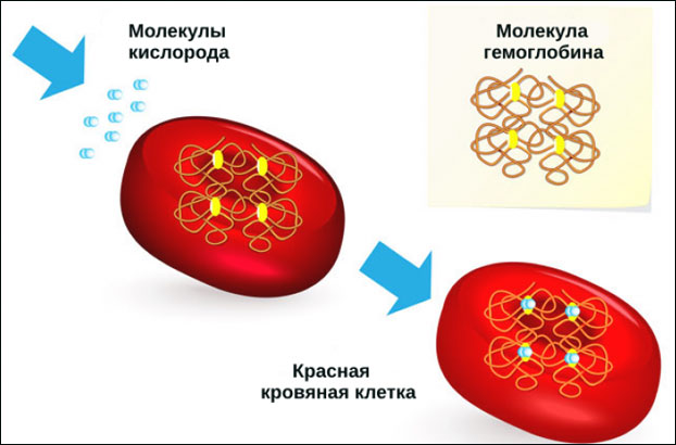 Гемоглобин и эритроциты