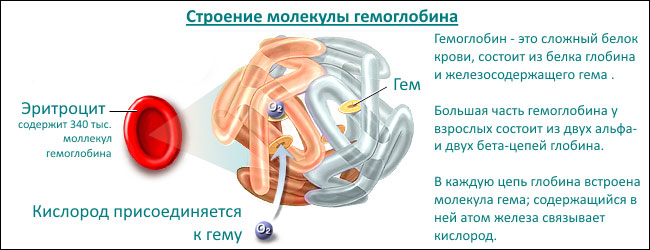 Строение гемоглобина