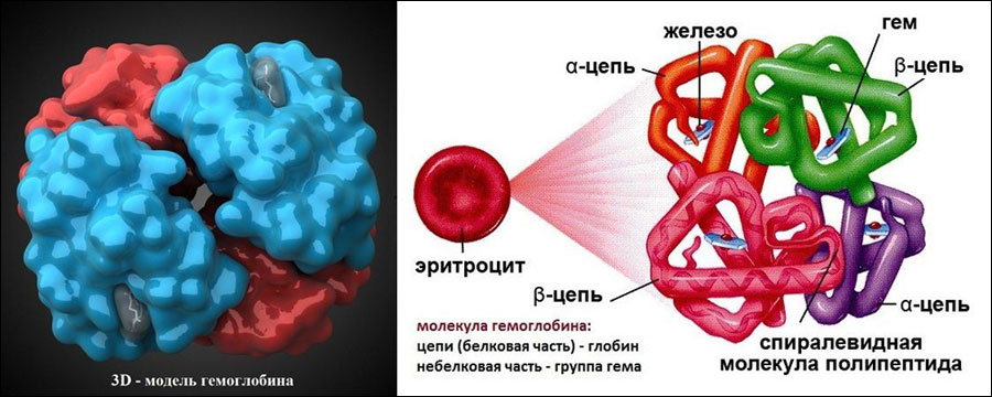 Трёхмерная модель гемоглобина