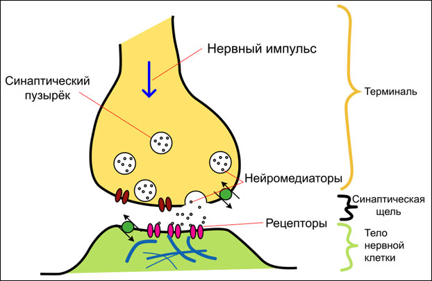 Строение синапса нейротансмиттер