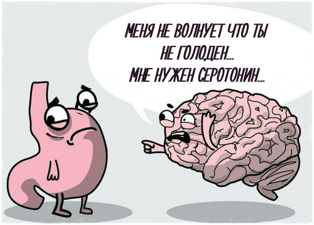 Мозг и желудок