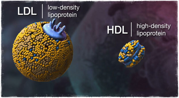 HDL LDL холестерин