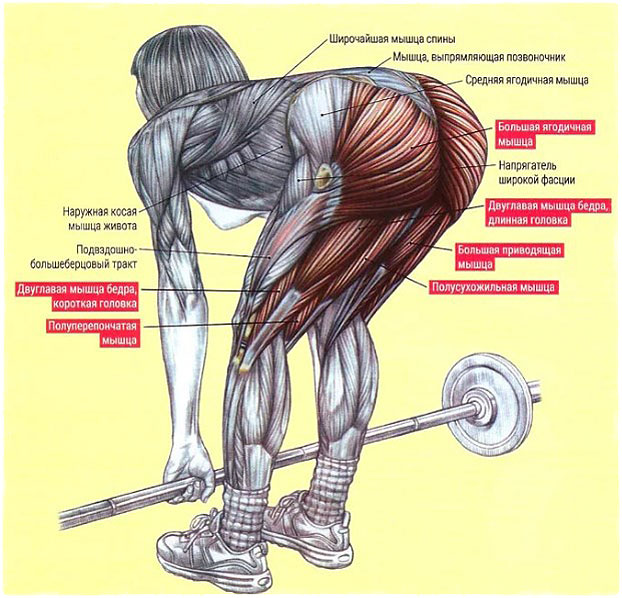 Румынская тяга какие мышцы работают