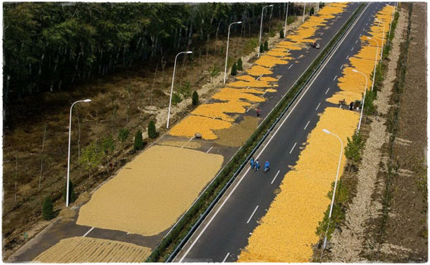 В Китае сушат кукурузу