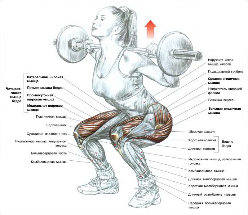 Какие мышцы работают во время приседаний